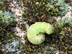 Phlogophora meticulosa