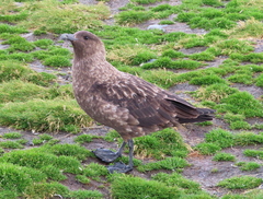 Stercorarius antarcticus