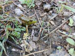 Lithobates septentrionalis