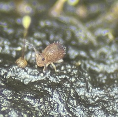 Ptenothrix marmorata