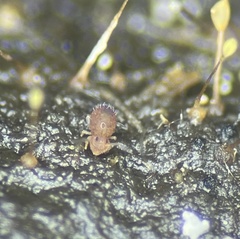Ptenothrix marmorata