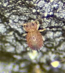 Ptenothrix marmorata