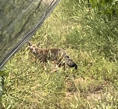 Lycalopex gymnocercus