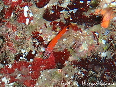 Microlipophrys nigriceps