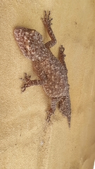 Phyllurus platurus