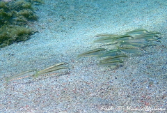 Mullus barbatus