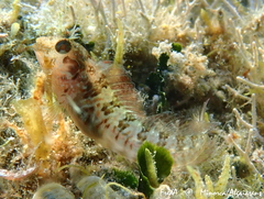 Parablennius incognitus