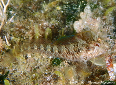 Parablennius incognitus