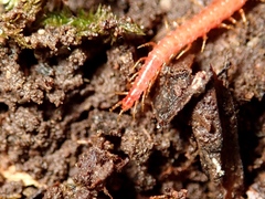 Geophilomorpha