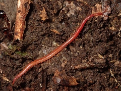 Geophilomorpha