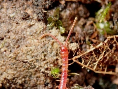 Geophilomorpha