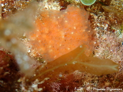 Pseudodistoma cyrnusense