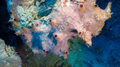 Ircinia felix