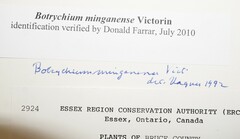 Botrychium minganense