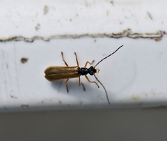 Rhagonycha lignosa