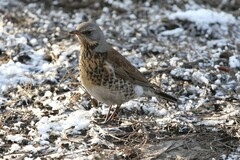 Turdus pilaris