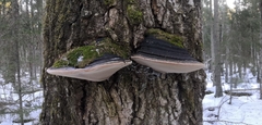 Phellinus populicola