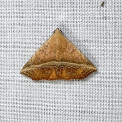 Eublemma crassiuscula