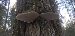 Phellinus populicola