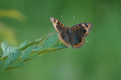 Junonia evarete