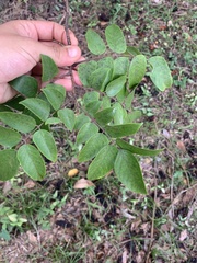 Averrhoa carambola