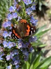 Vanessa vulcania