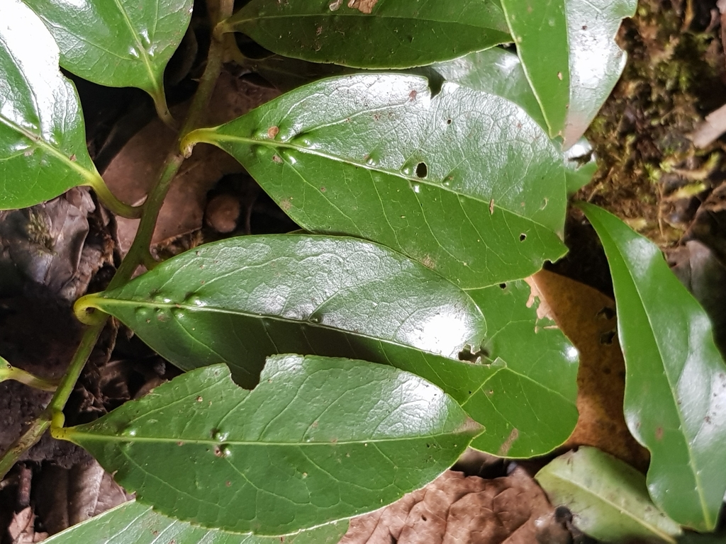 TILO OCOTEA FOETENS visual data 4