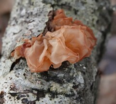 Phaeotremella