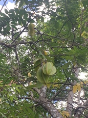 Averrhoa carambola