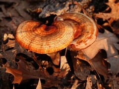 Ganoderma curtisii