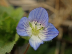 Veronica persica
