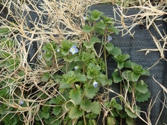 Veronica persica