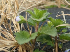 Veronica persica