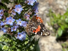 Vanessa vulcania