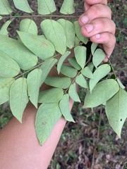 Averrhoa carambola