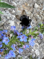 Bombus terrestris canariensis