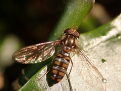 Episyrphus balteatus