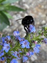 Bombus terrestris canariensis