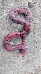 Amphisbaena fuliginosa bassleri