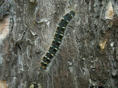 Eriogaster lanestris