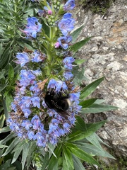 Bombus terrestris canariensis