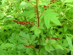 Astilbe longicarpa