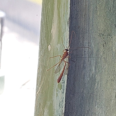 Enicospilus americanus-complex