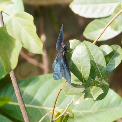 Papilio memnon heronus