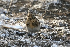 Turdus pilaris