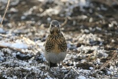 Turdus pilaris