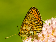 Boloria eunomia