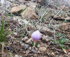 Colchicum triphyllum