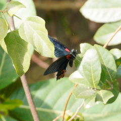 Papilio memnon heronus