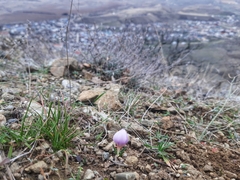 Colchicum triphyllum